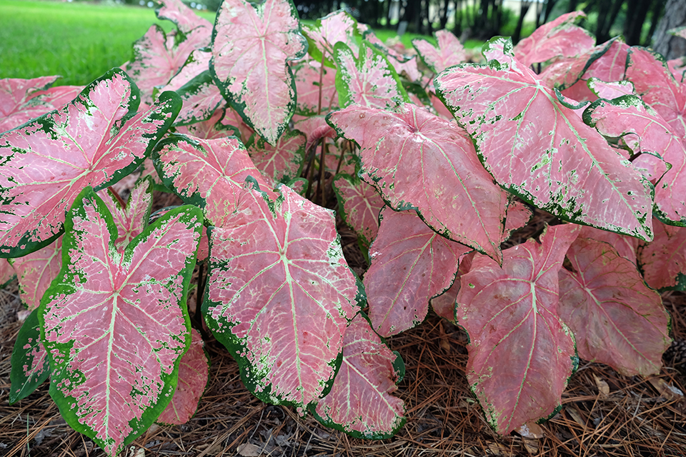 Bush with pink leaves.